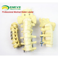 TF01 (12312) C1-C7 Cervical Vertebra Bones,SWABone Models / Spine-Cervical / Cervical Vertebrae